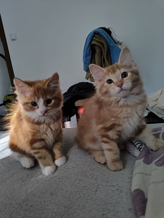 Miniaturowy domowy ryś. Kurylski Bobtail z pomponem. Rodowód FPL/FIFE