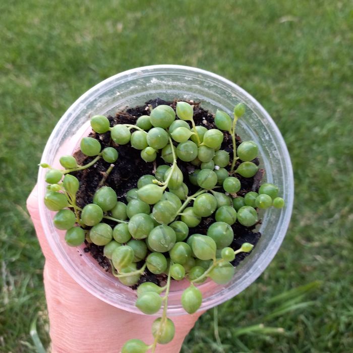 Хрестовик Роулі суккулент, очиток Моргана  алоє тигрове