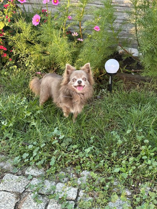 Piesek  chihuahua dlugowlosa z rodowodem  FCI