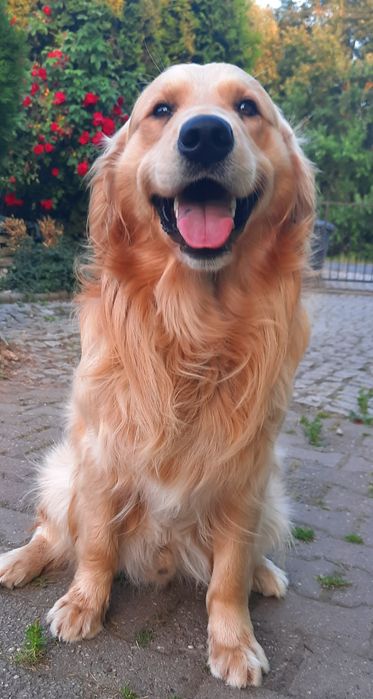 Golden Retriever po Championach