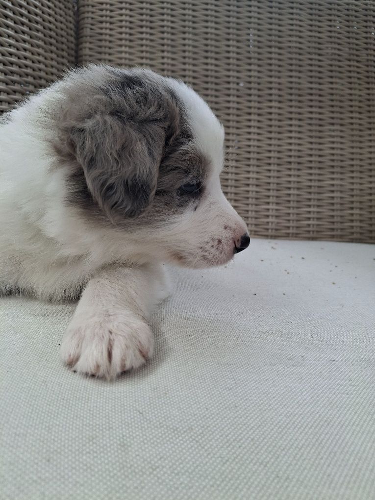 Border collie- chłopiec o oryginalnym umaszczeniu merle ZKwP