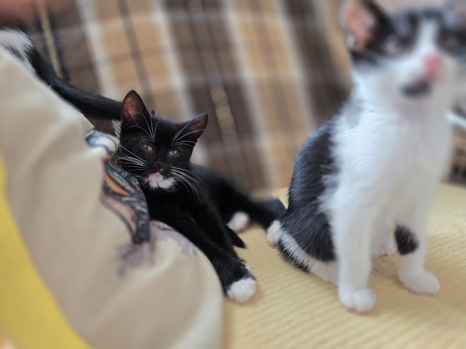 Oddam kotki w dobre ręce