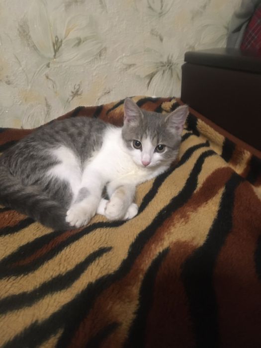 Віддам в хороші руки кошеня