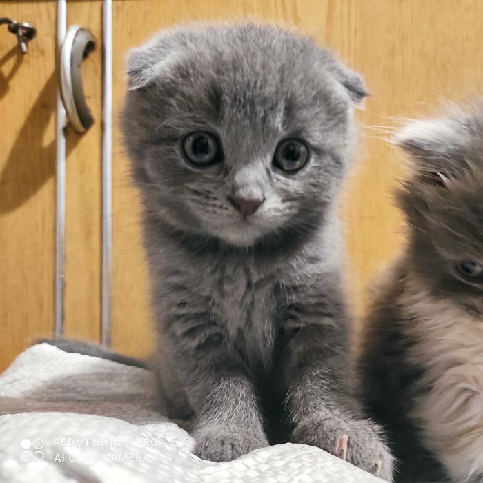 Британці, шотландці кошенята