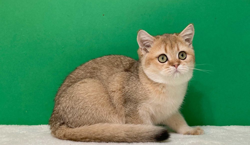 Золота шотландська дівчинка, схожа на рис!