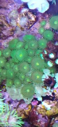 Morskie akwarium, Korale, Zoanthusy, Zoa