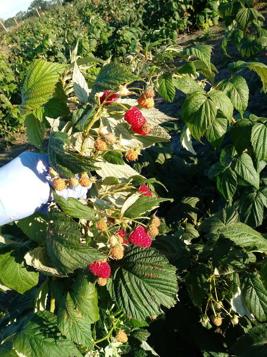 Sadzonki malin jesienna Poemat