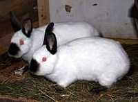 Кролики породи каліфорнія