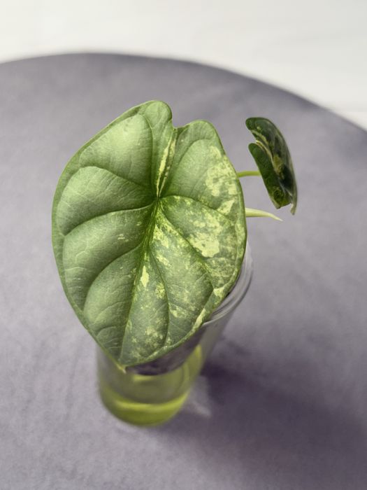 Alokazja silver dragon aurea