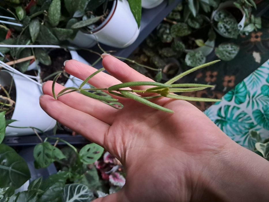 Hoja Hoya linearis cieta galazka
