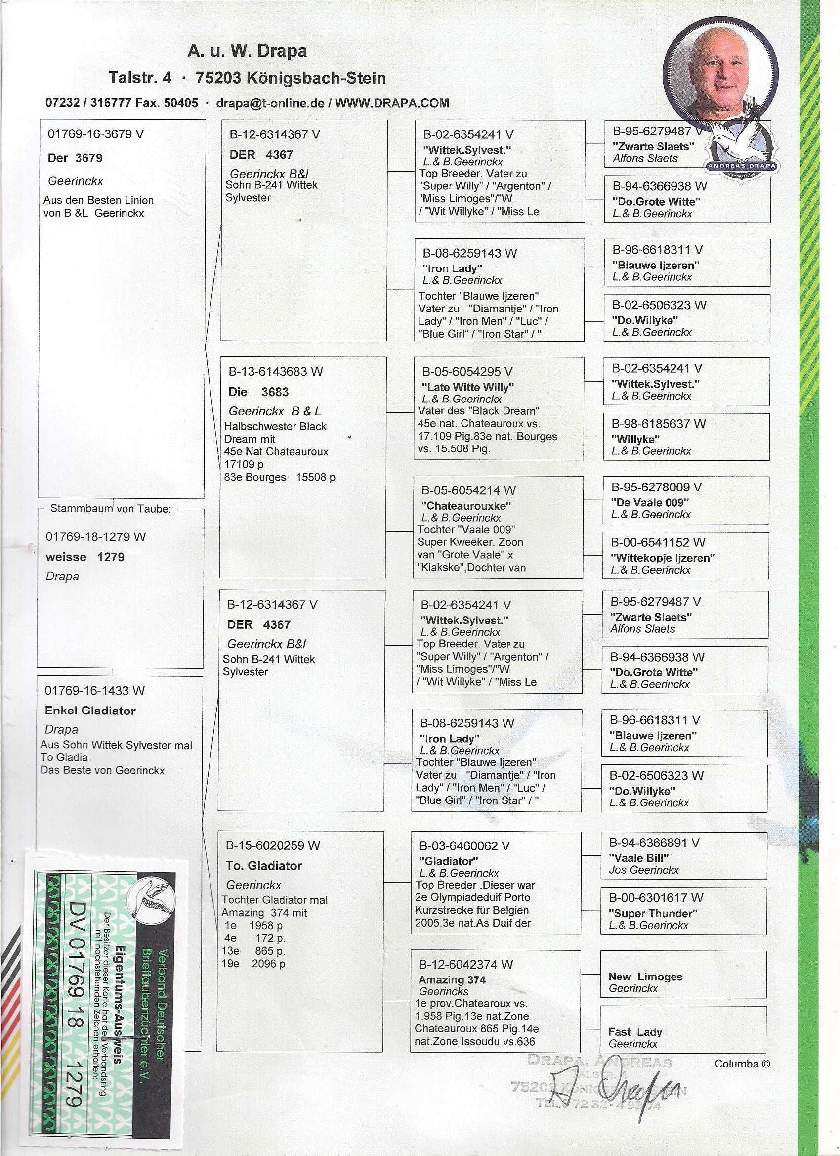 Młode Para 16 Ludo Classens Nico Va Noordenne x Drapa gołębie pocztowe