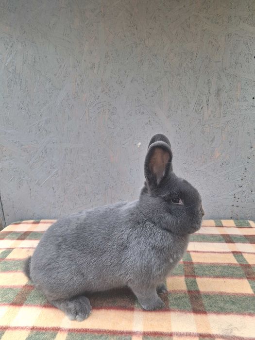 Wiedeński Niebieski