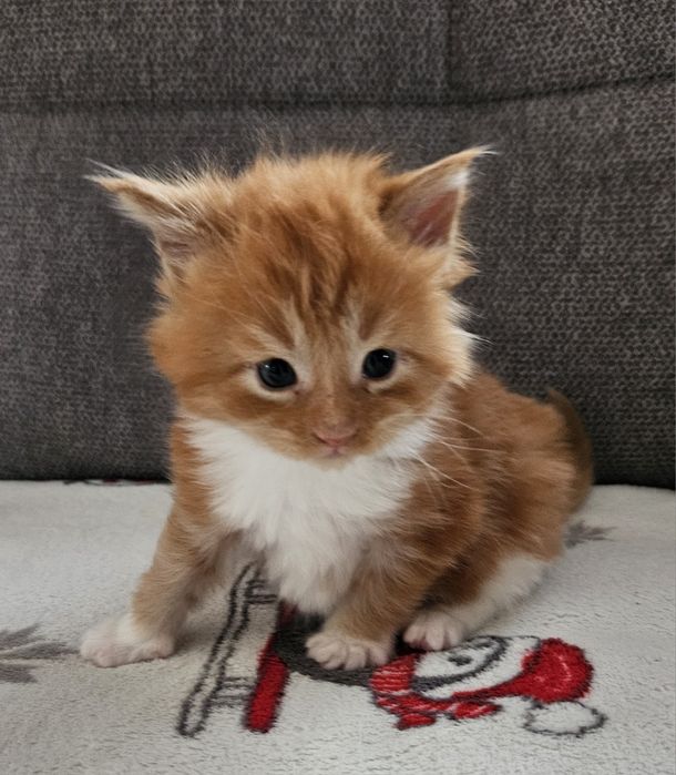 Rudy kawaler maine coon