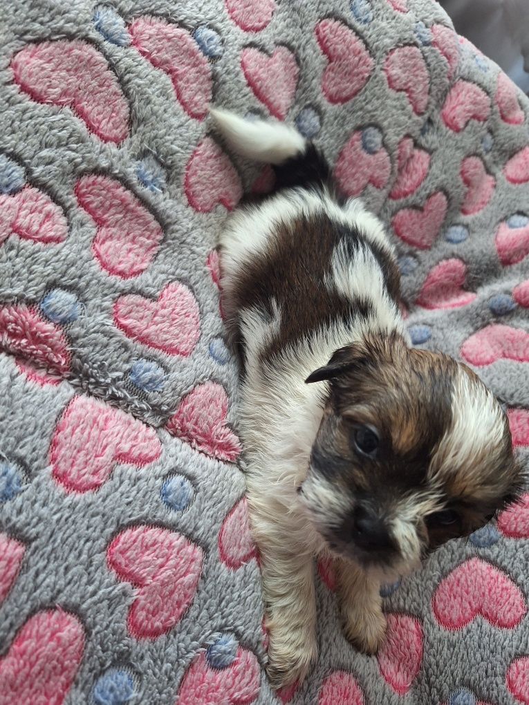 Celinka cudowną dziewczynka shih tzu czeka na dom