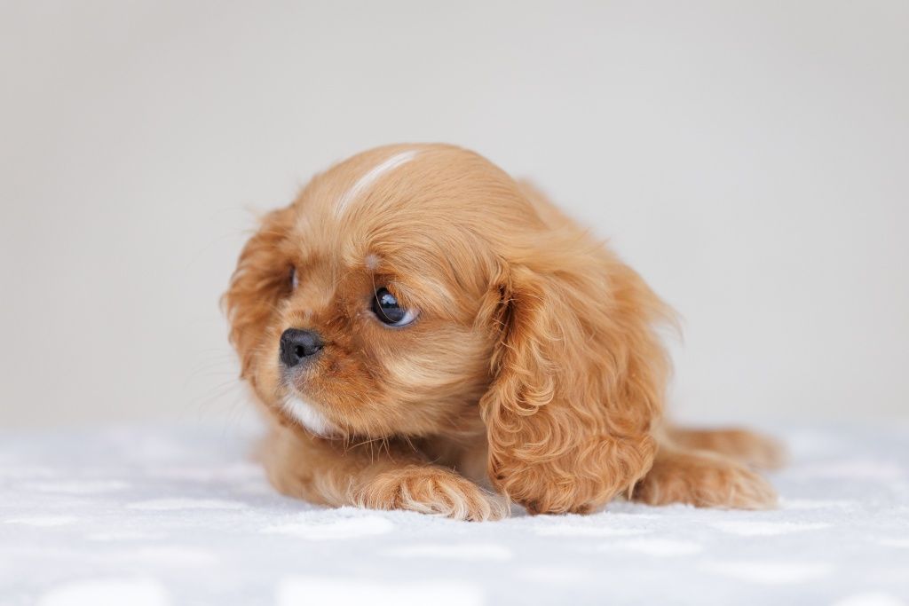 Cavalier King Charles Spaniel - chłopczyk ruby - Leo L’Amour