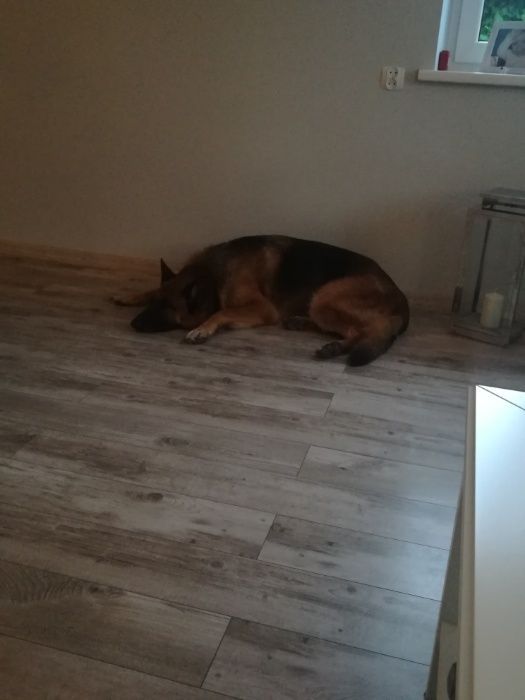 opieka nad psem/domowy hotel dla piesków dużych i małych