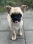 Chłopczyk chihuahua