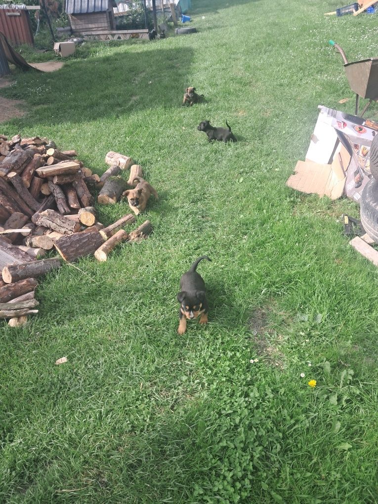Pieski za darmo gotowe do odbioru