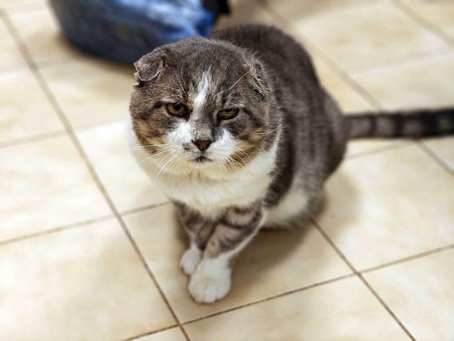 Кіт з тяжкою долею шукає люблячий дім, Матвій 5 років