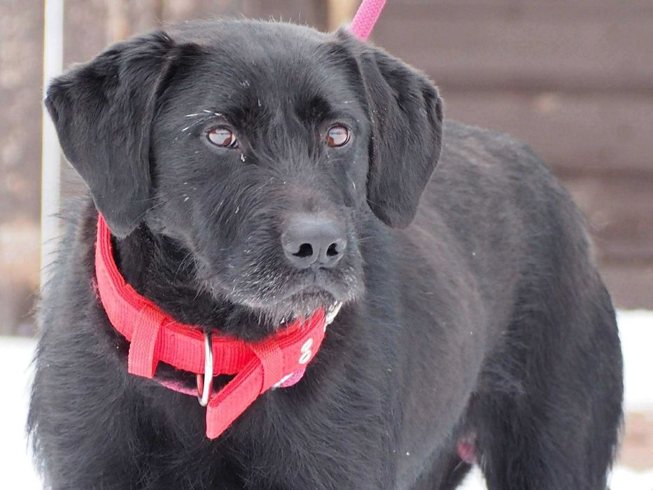 Dolar - pies na medal!  Dom na już potrzebny!!!