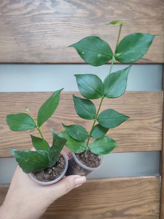 Хойї та дісхідії