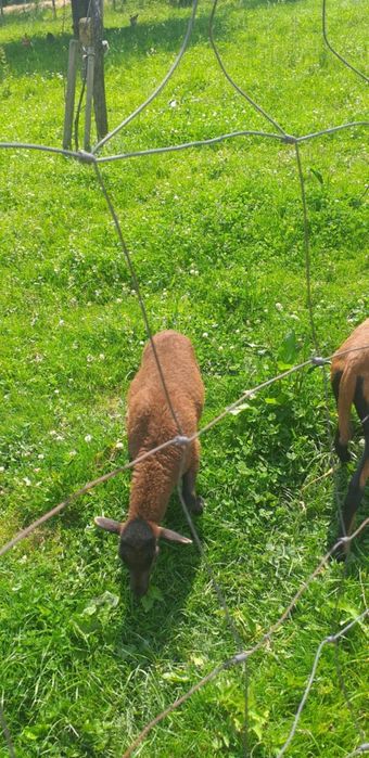 Młode owieczki i baranki rasa Kamerun