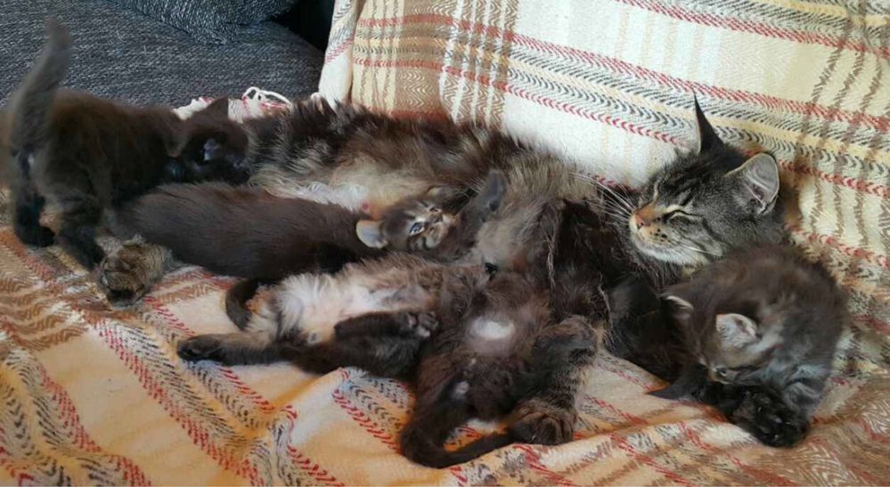 Мейн-Кун,котята Дикий окрас,Табби,мальчики