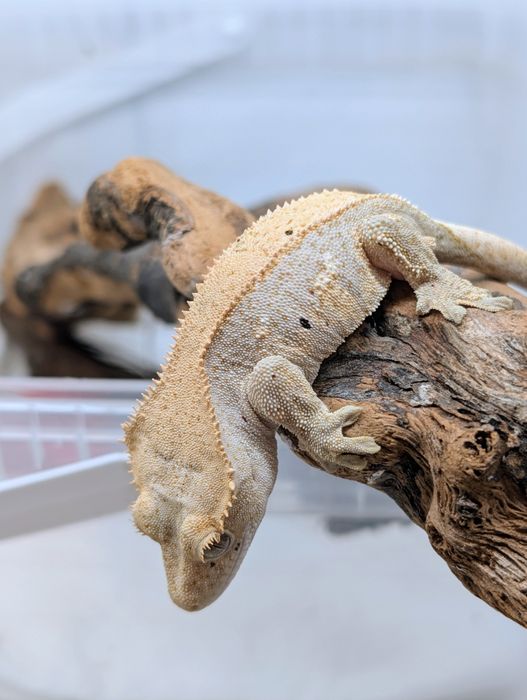 Gekon orzęsiony samiczka