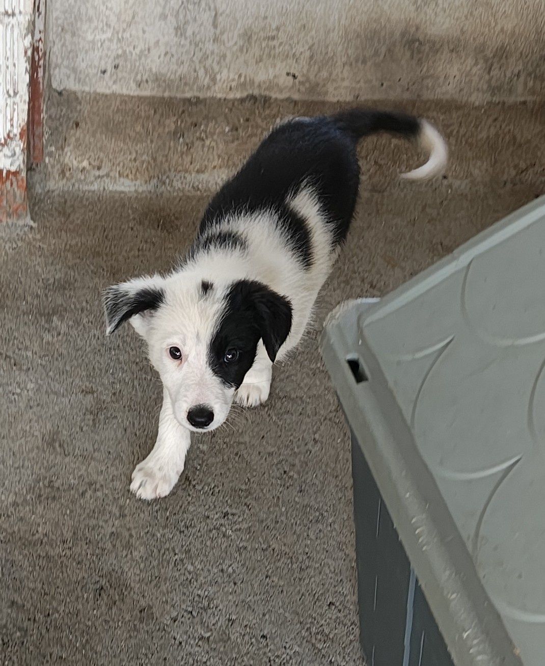 Border collie fêmea pura