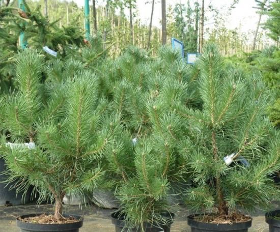 Саженцы сосни Кримской, саджанці Кримської сосни.