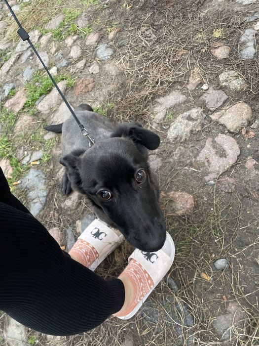 Szukamy domu dla szczeniaka