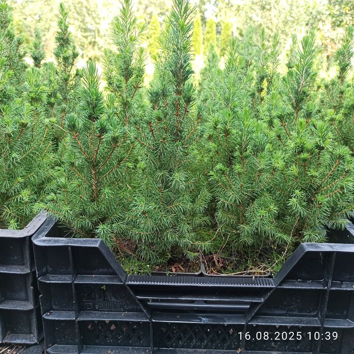 Świerk zielony Conica choinka