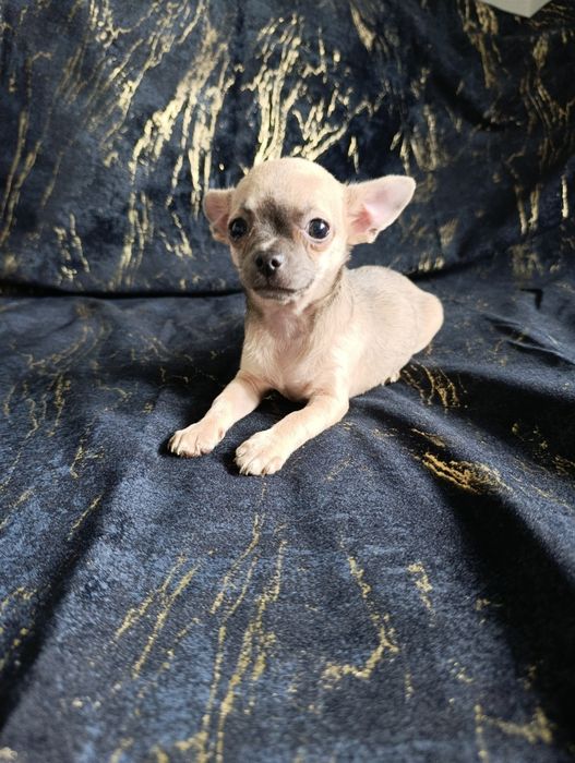 Suczka krótkowłosa chihuahua
