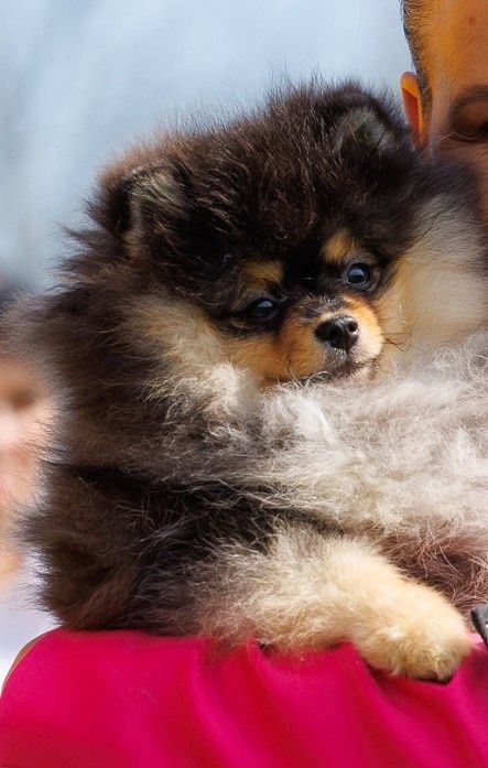 Szpic miniaturowy Pomeranian FCI ZkwP
