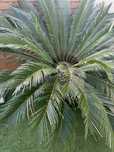 Cycas planta jardim