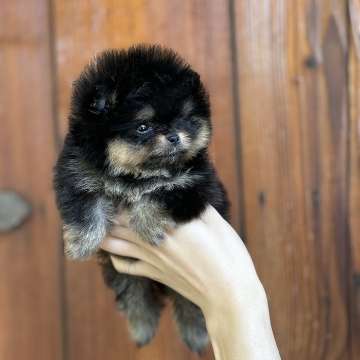 Міні дівчинка шоу класу тип ведмедик