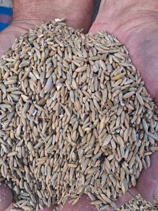 Żyto paszowe mam do zaoferowania ok 600 kg