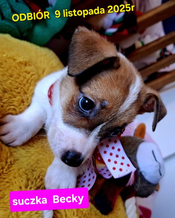 Suczka Jack Russel Terrier odbiór 9 listopad2025r RODZICE W HODOWLI