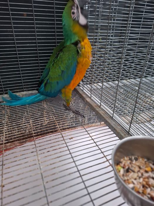 Arara miligold (militar x araraúna)