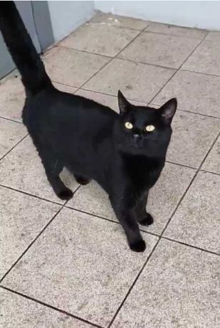 Добрейший и безумно ласковый молодой Чёрный котик