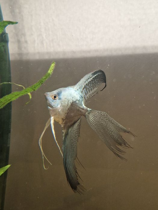 Skalar Blue Smokey Piękny