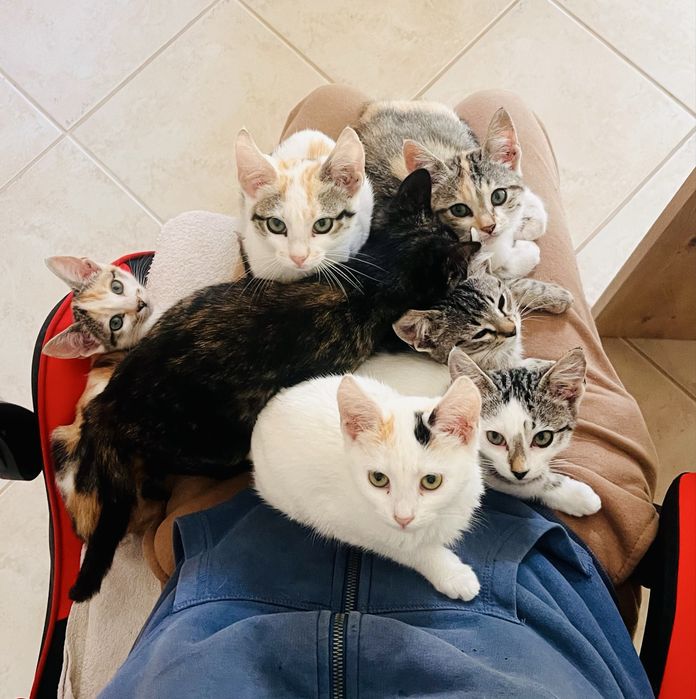 7 gatinhos - adopção