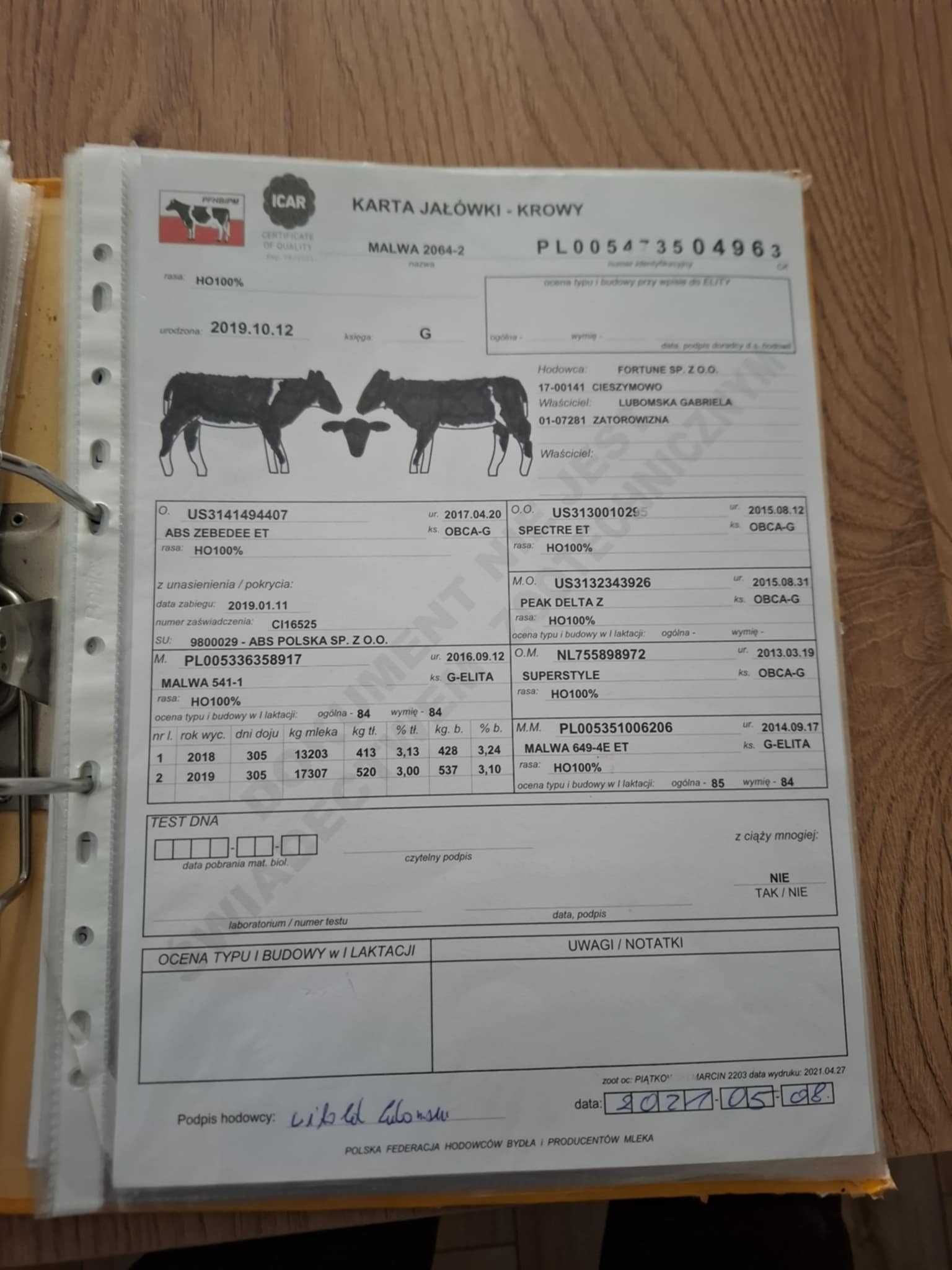 Krowa wysokocielna mleczna