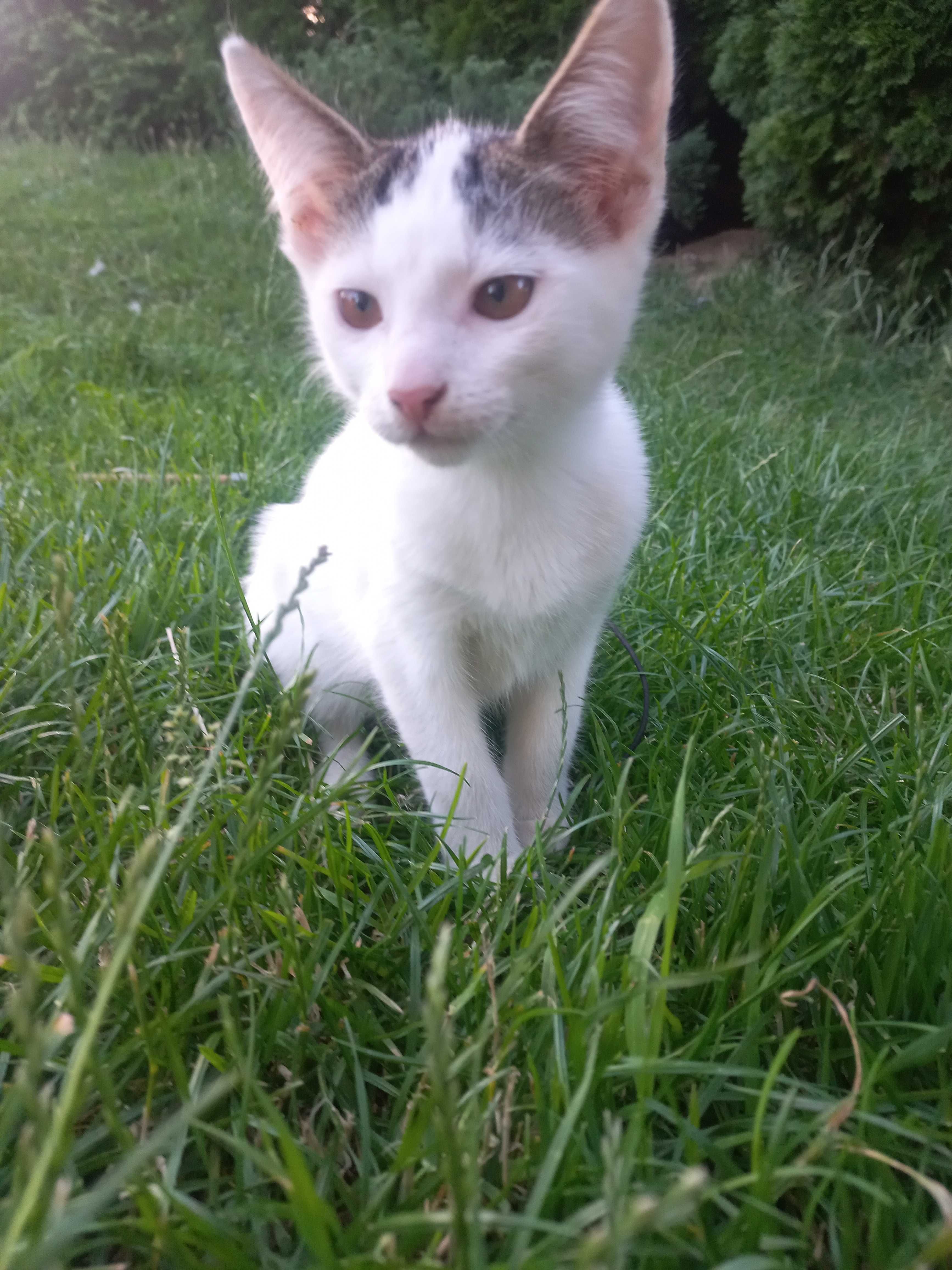 Bianka i Piorun szukają dobrego domu :)