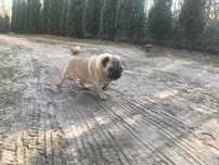 Mops dorosły pies
