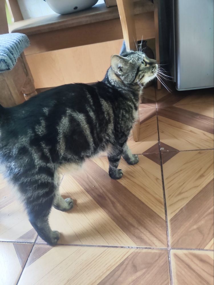 Котик в добрі руки безкоштовно