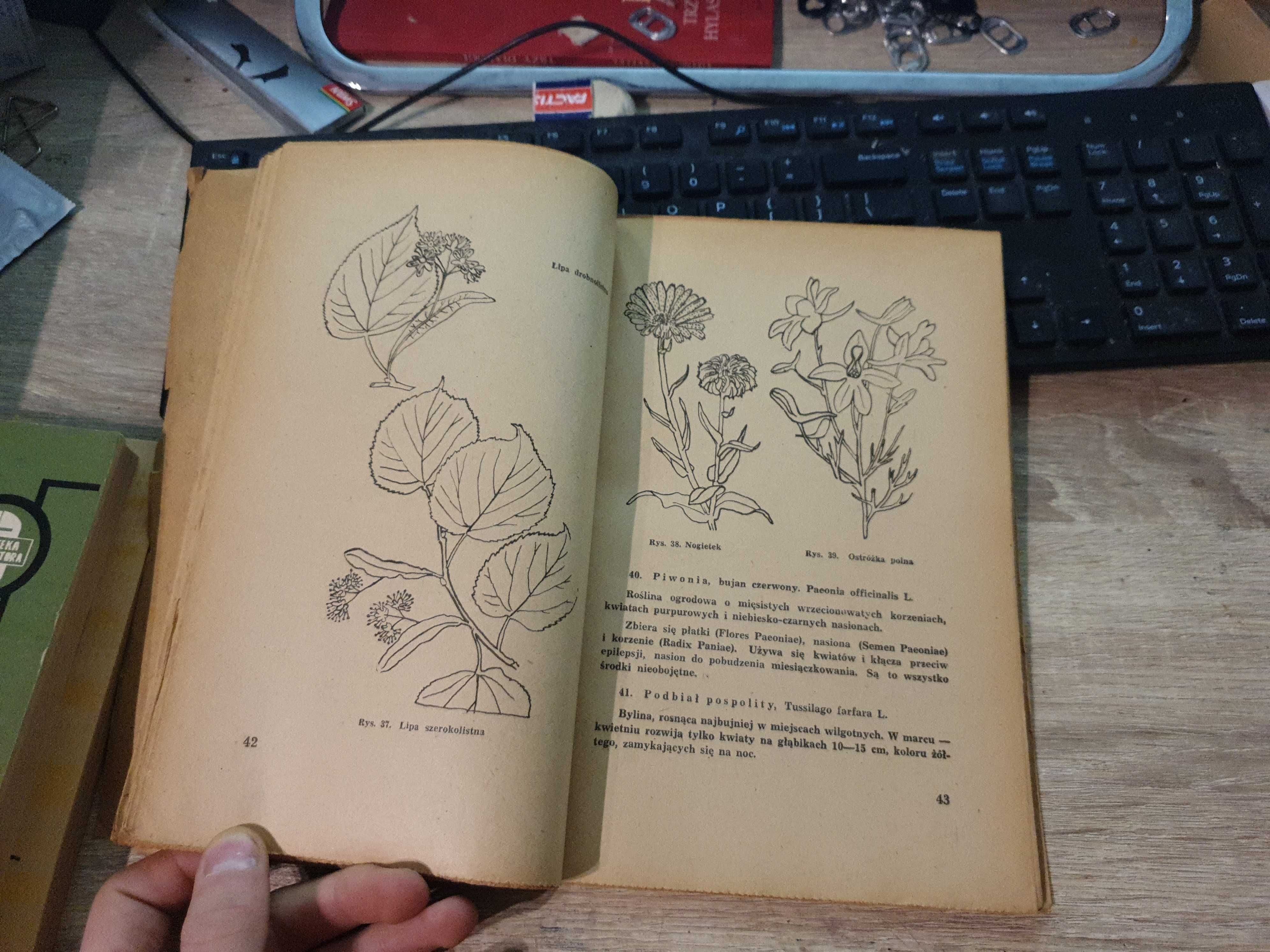 Rośliny lecznicze w rysunku i opisie 125 roślin