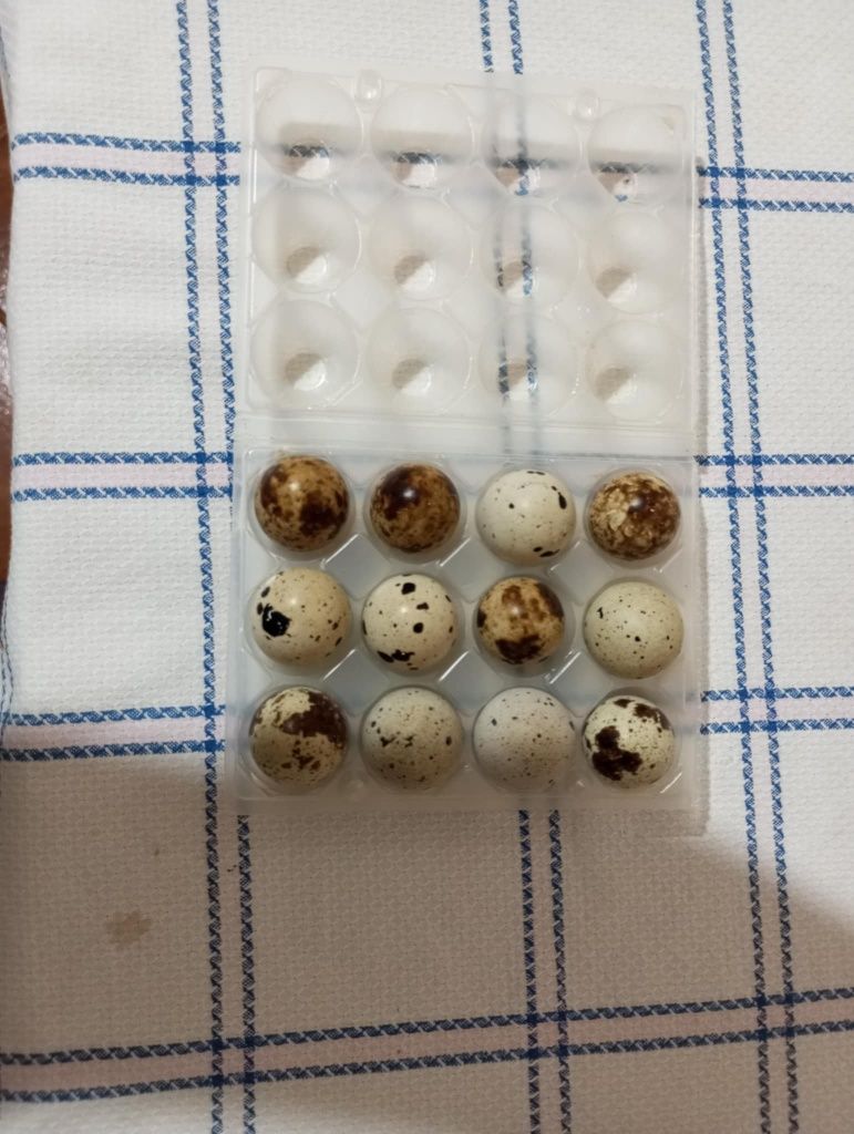 Ovos codorniz para consumo ou incubação