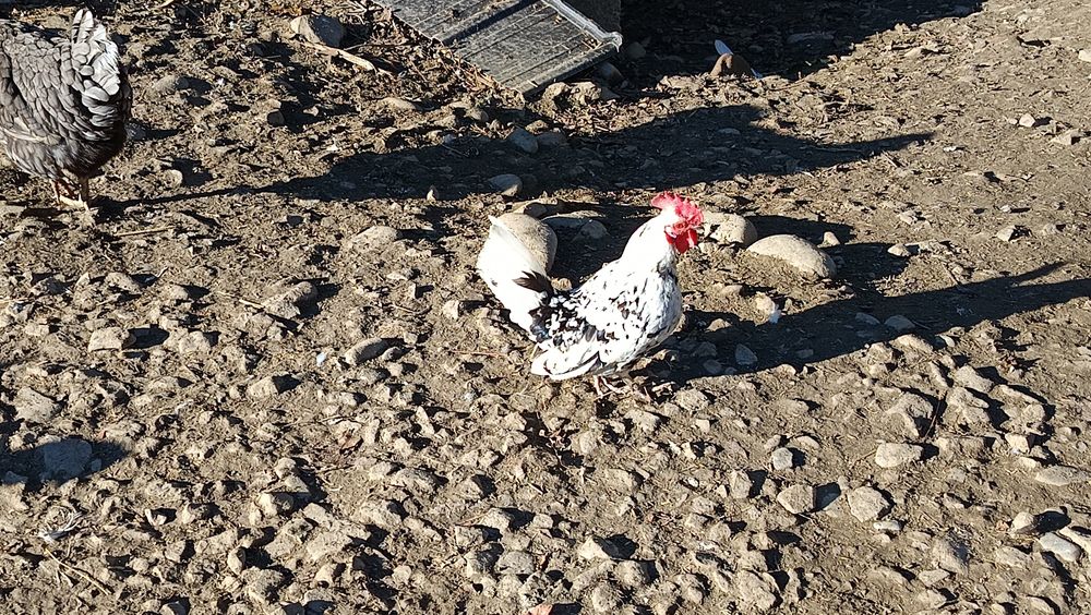 Liliputki miniaturki karzełki liliput para kura kogut lokowany loczek