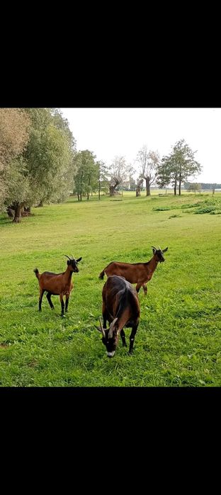 Sprzedam mleko kozie